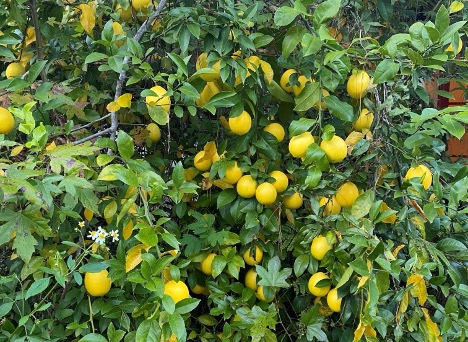 lemons on a lemon tree